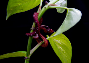 Chondro-Series-1-009 Chondro Series Part 1 - #009