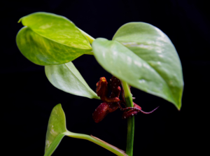 Chondro-Series-1-010 Chondro Series Part 1 - #010