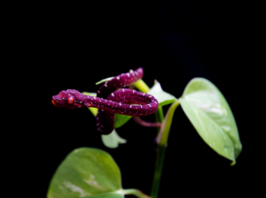 Chondro-Series-1-012 Chondro Series Part 1 - #012