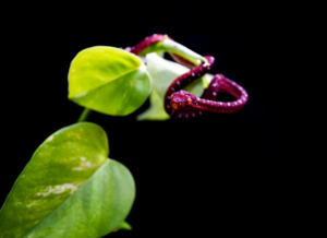 Chondro-Series-1-013 Chondro Series Part 1 - #013