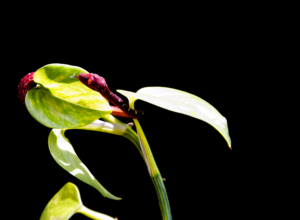 Chondro-Series-1-015 Chondro Series Part 1 - #015