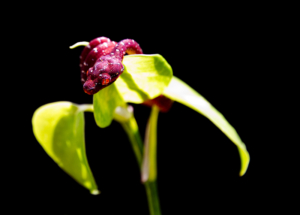 Chondro-Series-1-016 Chondro Series Part 1 - #016