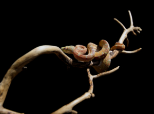 Chondro-Series-1-018 Chondro Series Part 1 - #018