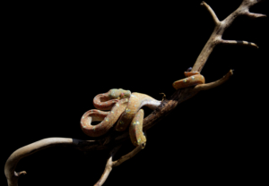 Chondro-Series-1-019 Chondro Series Part 1 - #019