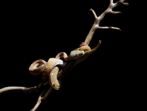 Chondro-Series-1-020 Chondro Series Part 1 - #020