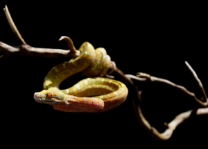 Chondro-Series-1-022 Chondro Series Part 1 - #022