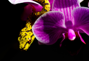 Chondro Series part 2 - #005