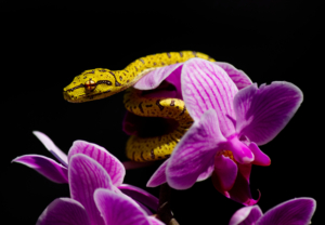 Chondro Series part 2 - #009
