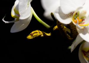 Chondro Series part 2 - #010